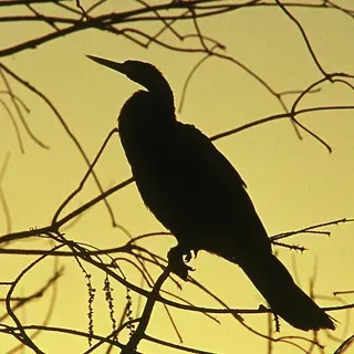 thumbnail for publication: Birds